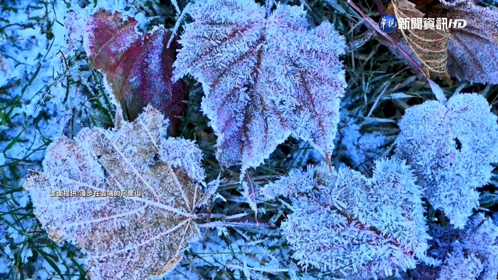 白霜覆蓋阿里山 遊客目睹雪世界喊幸運