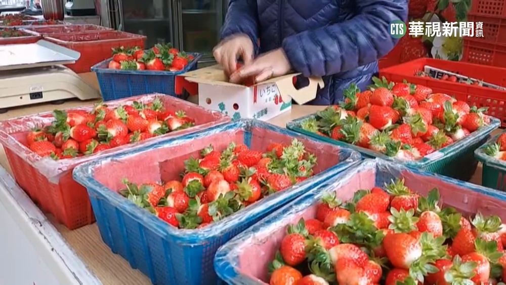 連假草莓園湧人潮 草莓漲價每斤最貴520元