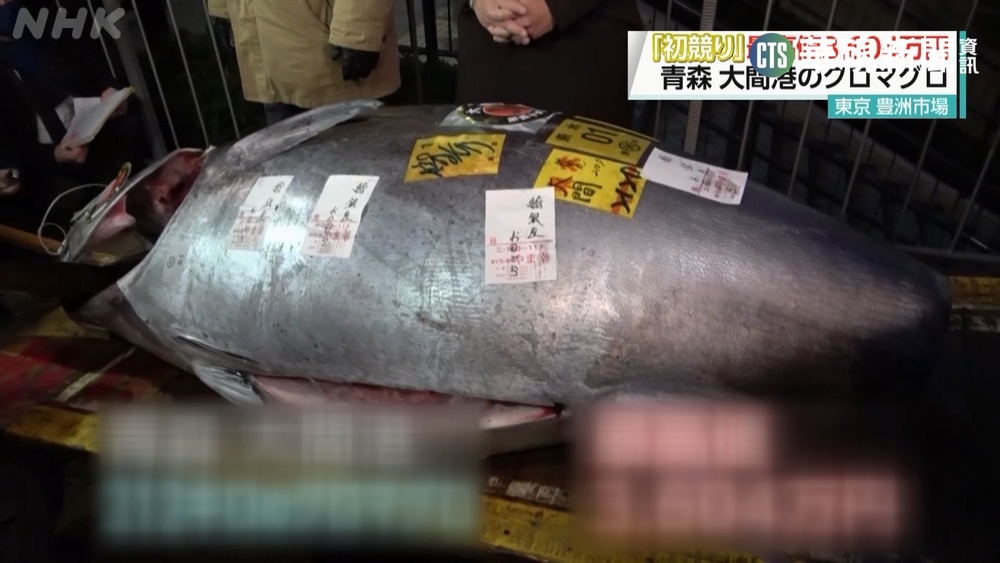 日本黑鮪魚開春首拍! 台幣844萬創疫情新高