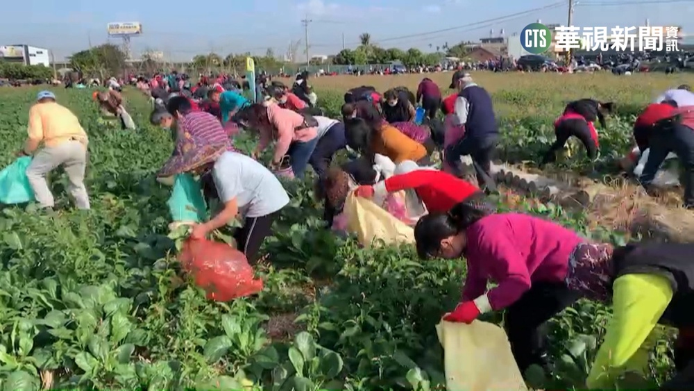 來彰化芬園免費拔蘿蔔 周末親子同樂
