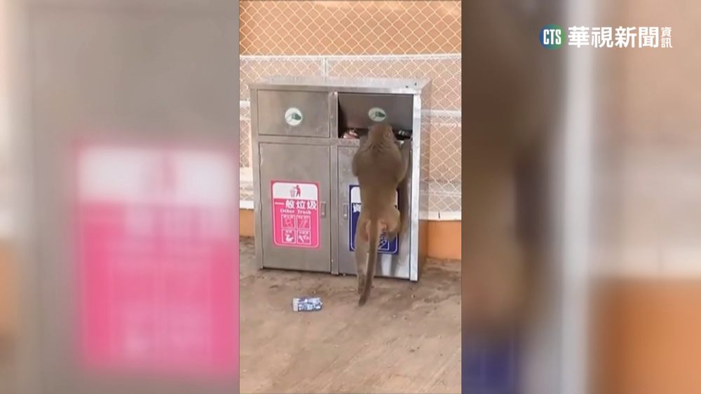 嚇哭小孩! 壽山動物園獼猴翻垃圾桶搶食