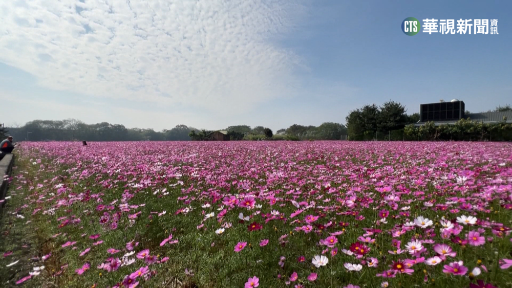 繽紛春節好去處! 林內.莿桐波斯菊盛開