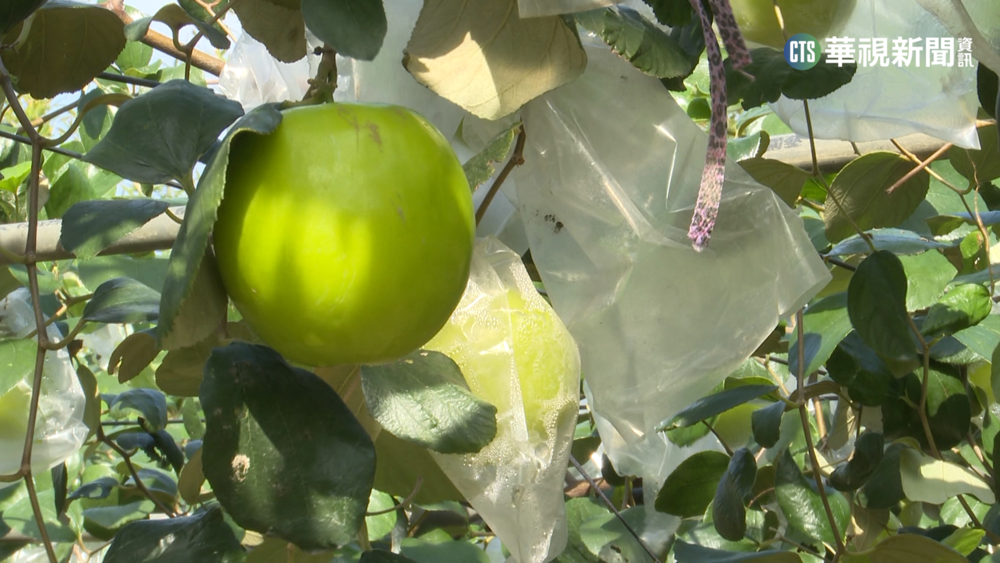 雪蜜棗"挺過寒流"品質升! 如青蘋果大"鮮甜多汁"