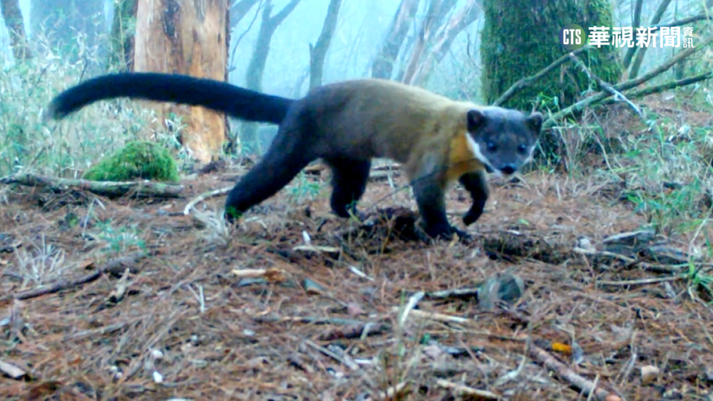 塔塔加黃喉貂頻翻垃圾覓食 玉管處憂染病