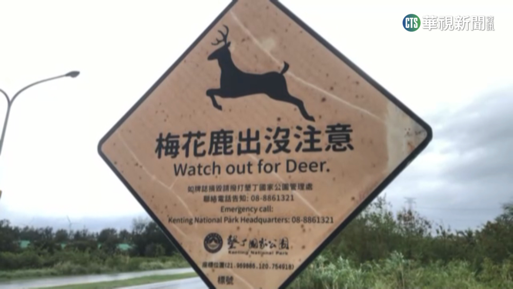 梅花鹿衝路間撞車 墾管處:車主可申請理賠