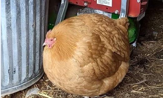 網曬身材走鐘「膨風雞」吸睛照！ 網笑：阿嬤養的