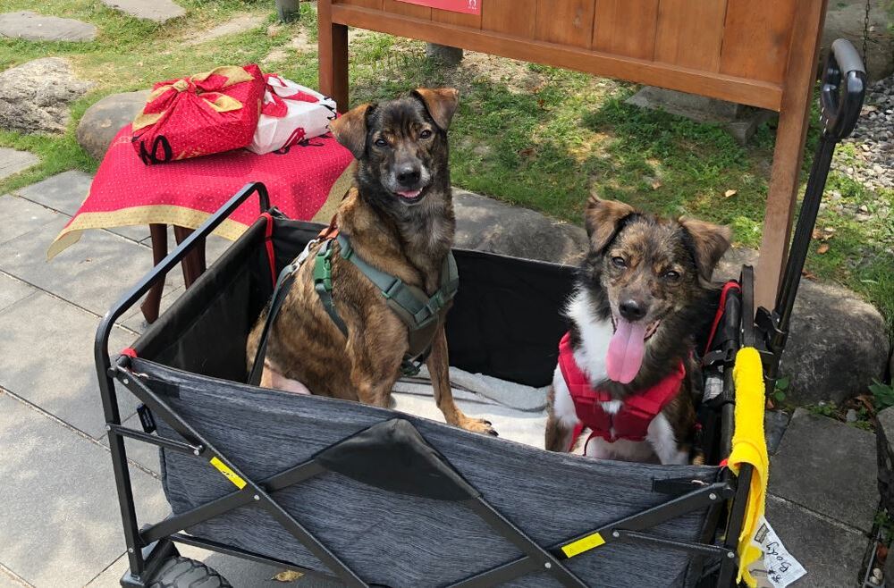 春節常有鞭炮聲　動保處提醒飼主多加留意寵物安全　有寄養需求應慎選合法業者