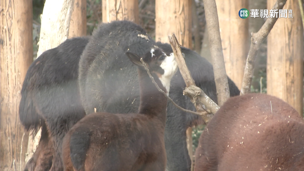 高雄壽山動物園人氣夯 春節門票限量開搶