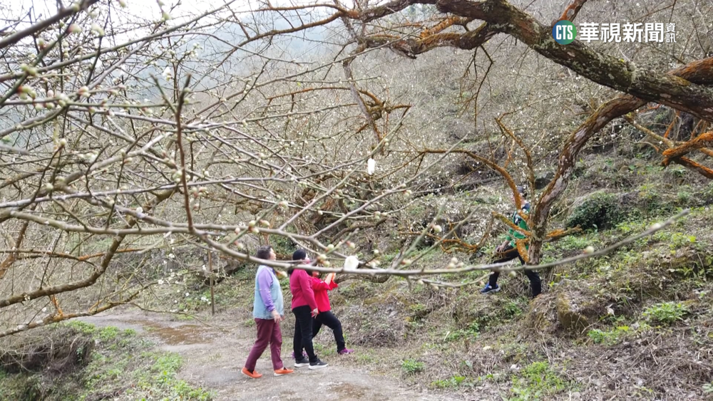 台南梅嶺梅花開3-4成　枝頭含苞待放超浪漫