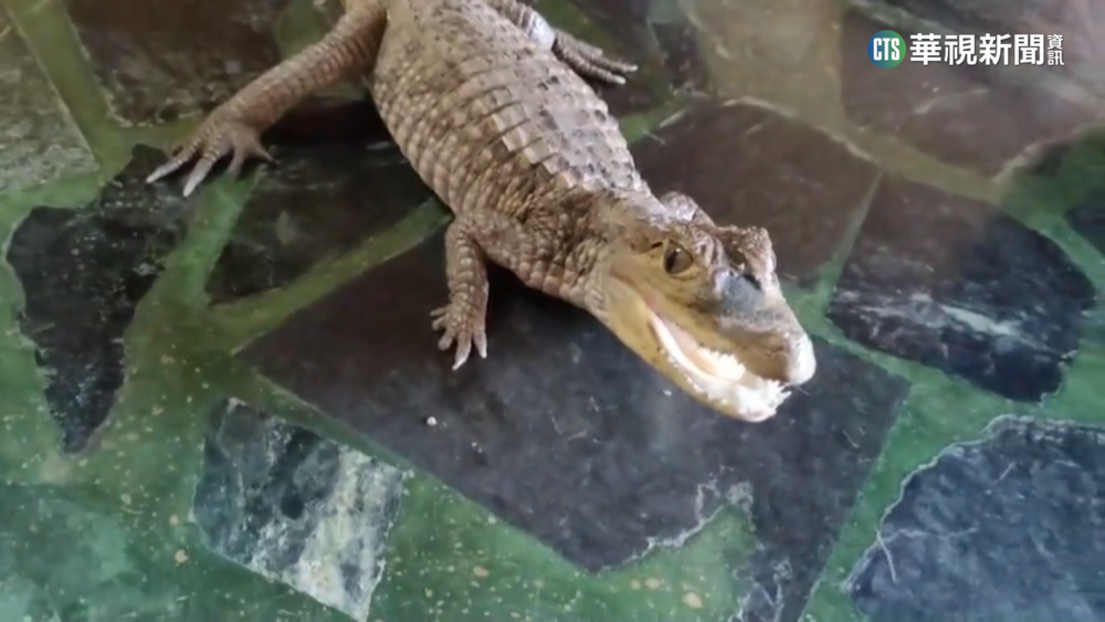 早餐店外水溝竄出鱷魚 民眾、店員聯手圍捕