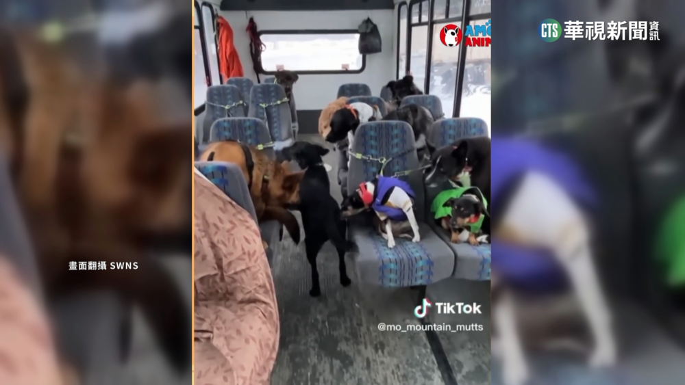 阿拉斯加寵物學校 專業訓練毛孩"社會化"