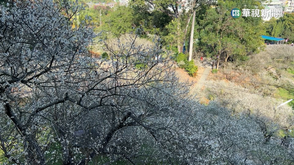 嘉義梅山公園賞梅花 農曆春節正是時候