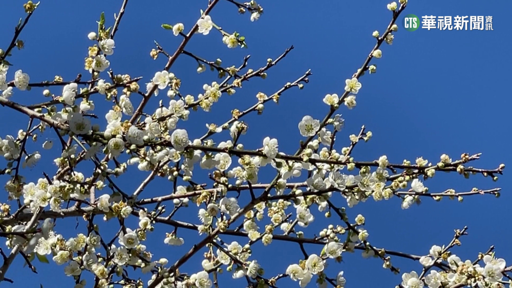冷氣團報到氣溫驟降　南投信義梅花盛開5成