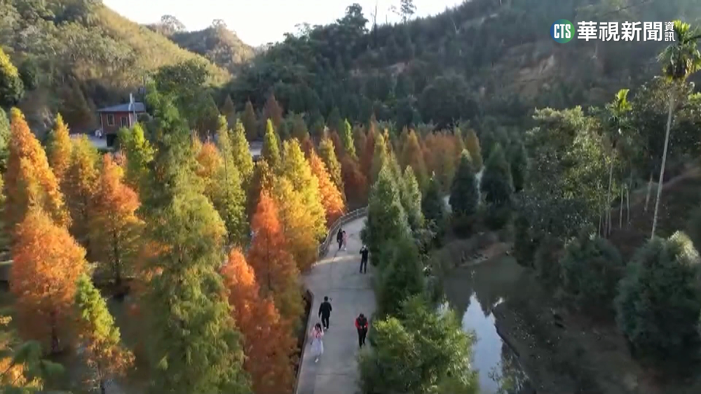 三灣落羽松秘境旁山林地　春節後將法拍