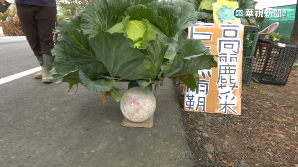 被"放大燈"照到?! 農民種出20斤巨無霸高麗菜