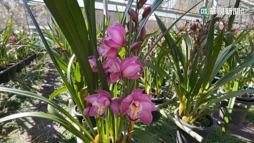 秋天熱"消苞".減產3成 魚池虎頭蘭每盆漲50元