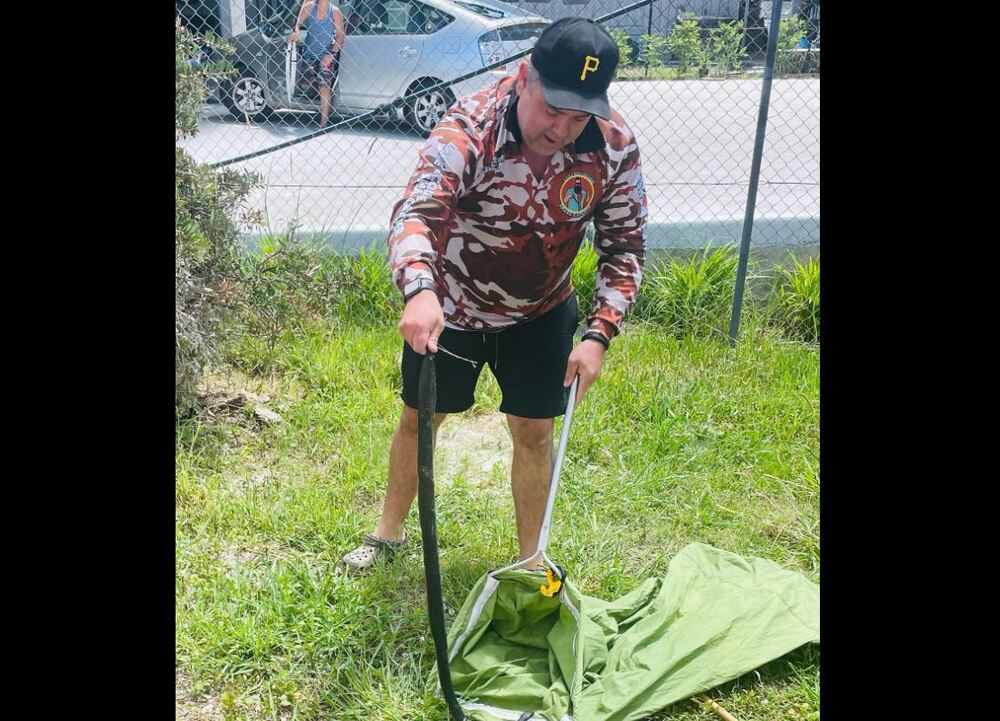 請人抓蛇還賴帳！澳洲捕蛇人怒把毒蛇丟回