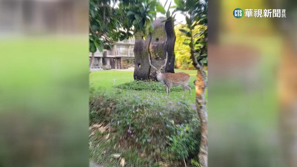 梅花鹿驚喜現身民宿　夢幻畫面如童話故事