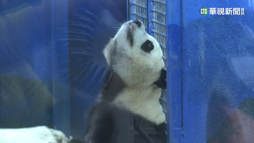 初一走春好天氣　近3萬人搶逛台北動物園