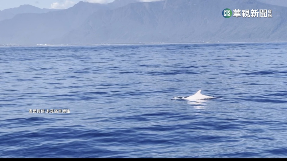 大年初一出海賞鯨　稀有白化「花紋海豚」出沒