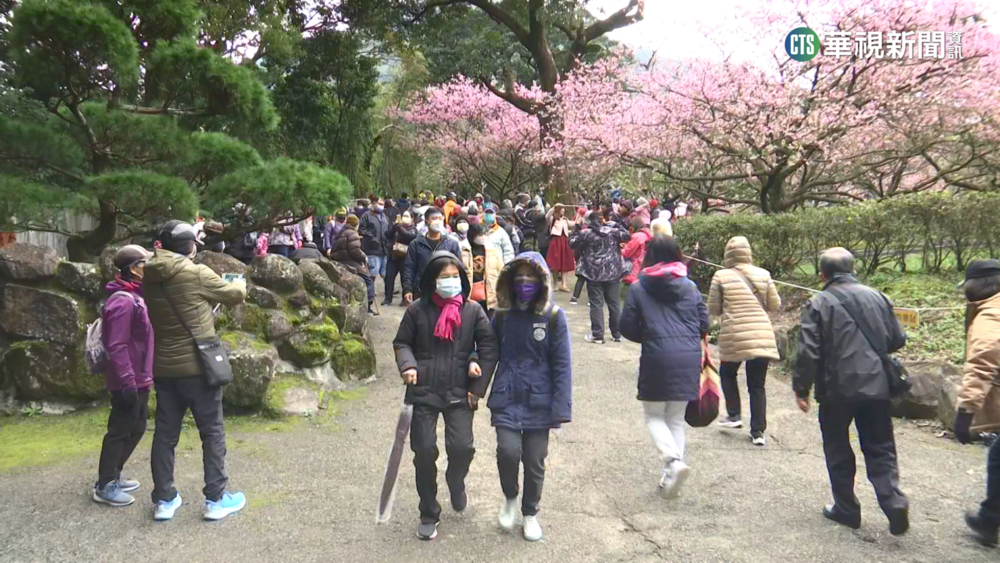 大年初四走春！　淡水天元宮湧大量賞櫻人潮
