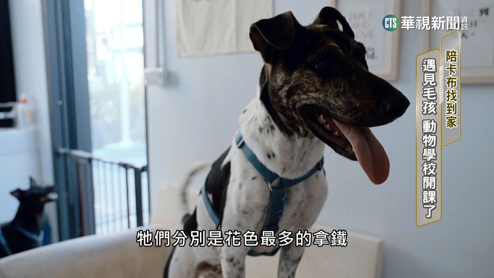 遇見毛孩 陪卡布找到家 動物學校開課了