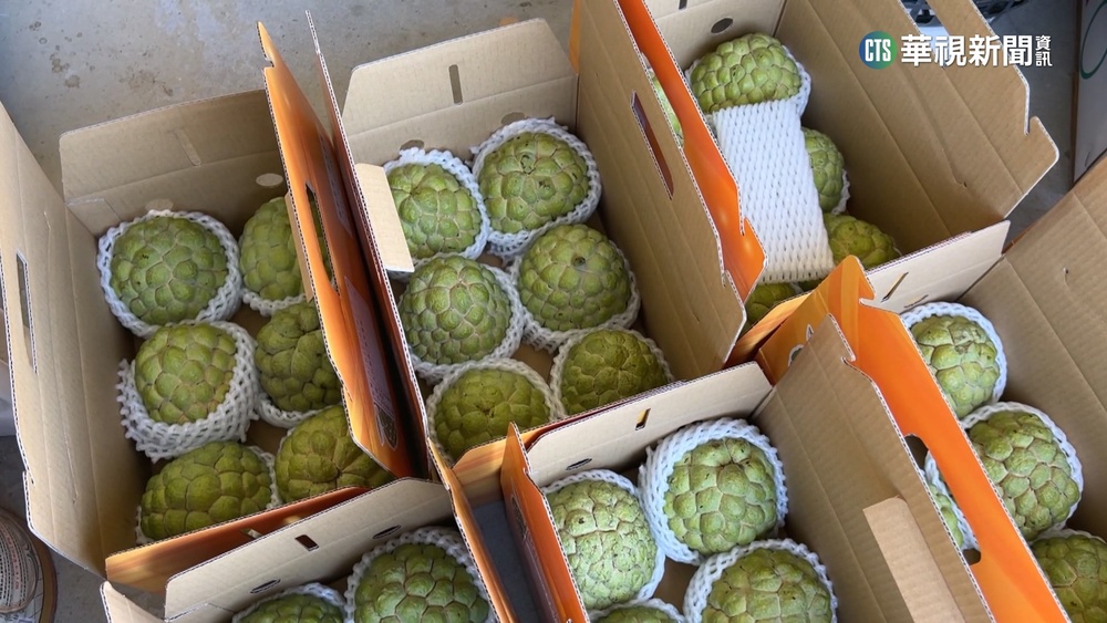 1家4口試吃11顆釋迦　果農錯愕「1顆也沒買」