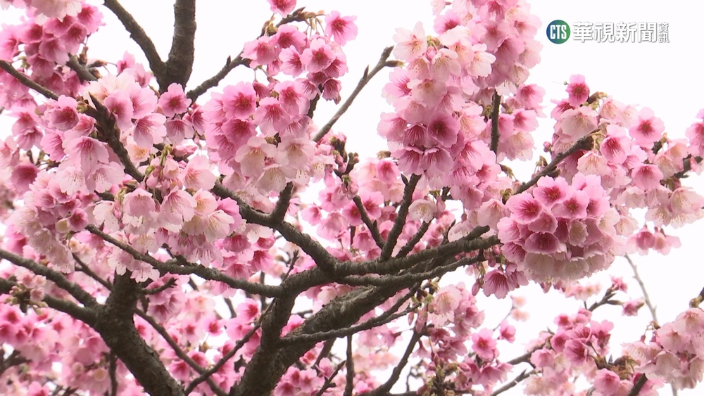 超浪漫！粉嫩櫻花巷　台北平菁街櫻花已開8成