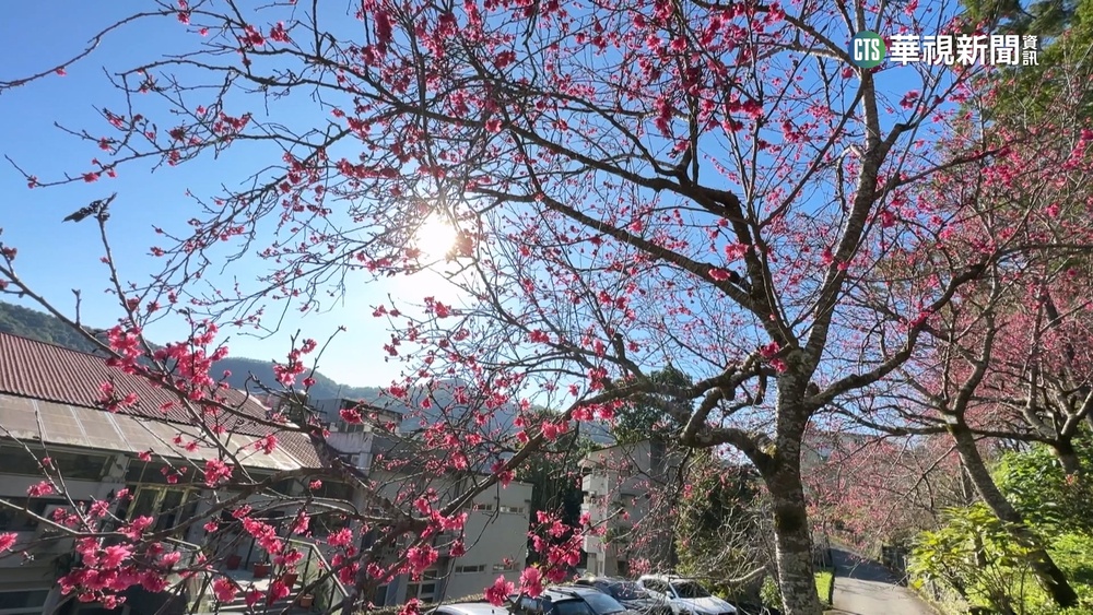 緋紅櫻花綻放 神學院鄰近鯉魚潭成賞櫻勝地