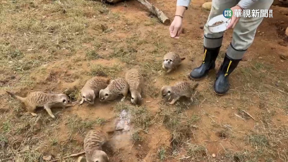 商場遛"狐獴"咬傷人 飼主最高恐被罰30萬