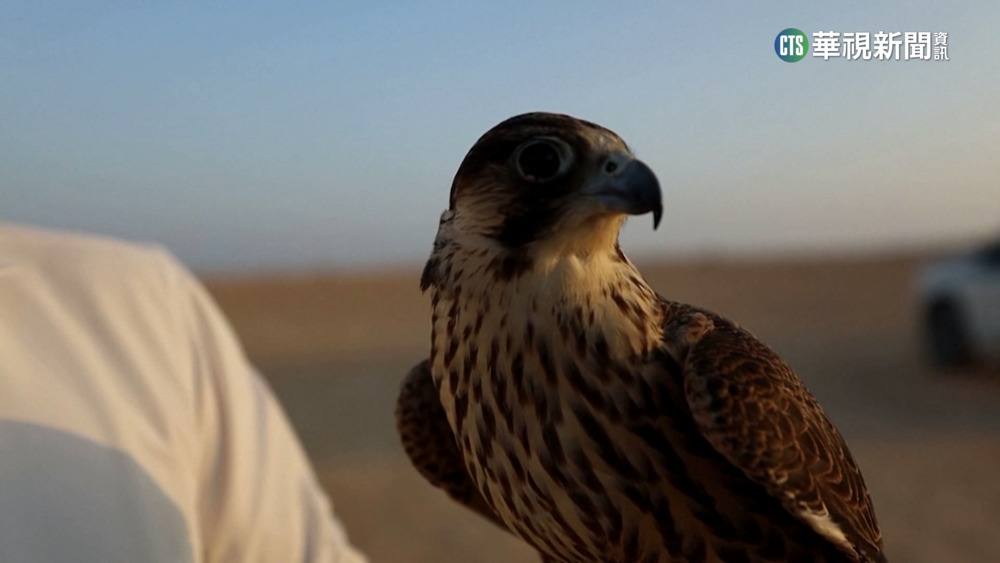 獵鷹訓練養成過程 傳承貝都因人文化