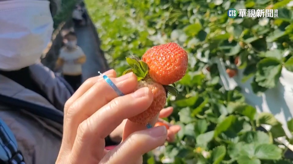 大湖草莓春節"幾被採光" 想採再等元宵
