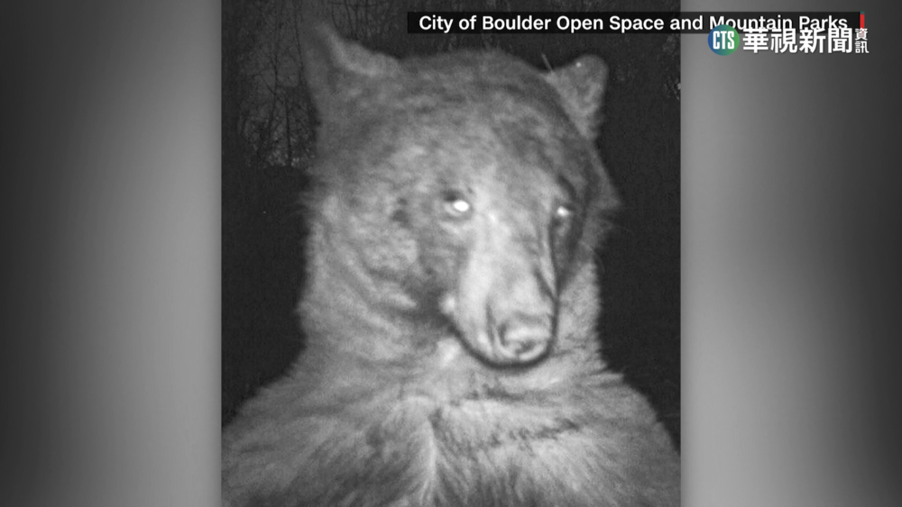 美科羅拉多州熊出沒　自拍超吸睛