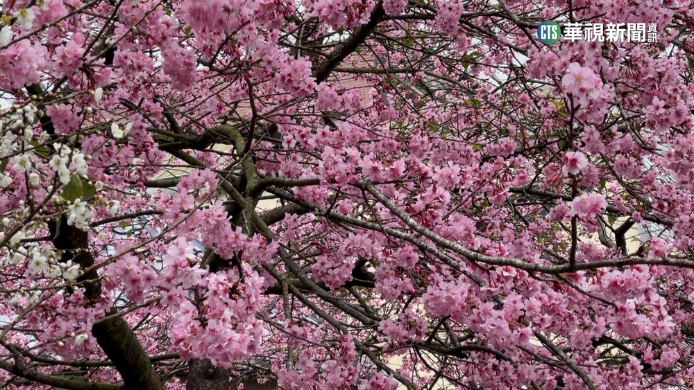 嘉義花季盛開覆蓋白雪！　雲海爆發遊客搶拍
