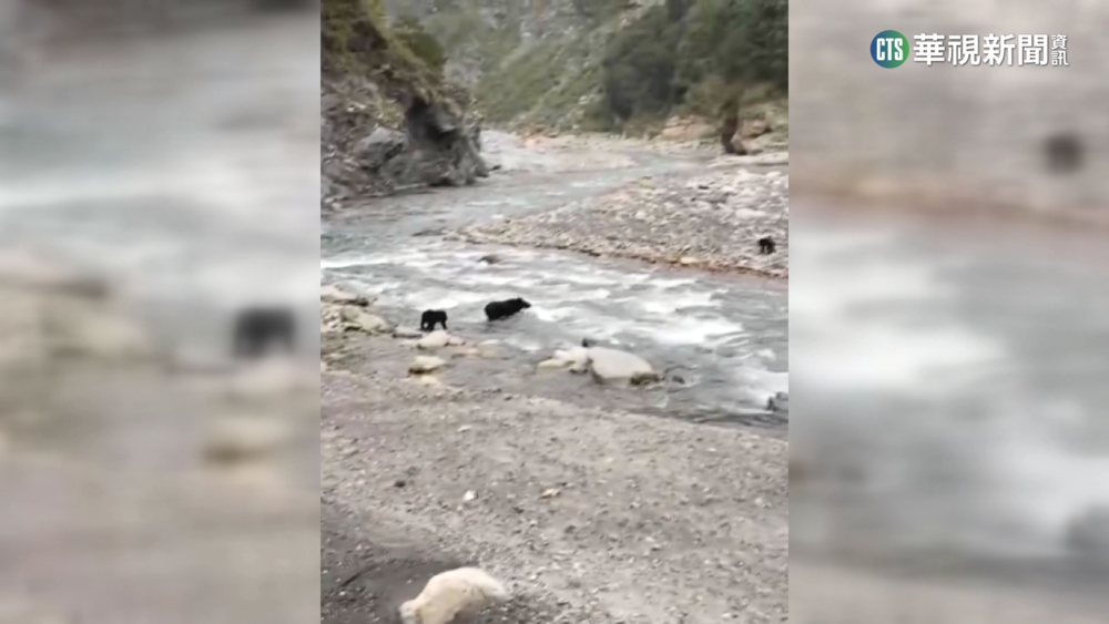 台東桃林溪黑熊母子渡河　林管處:地點待求證
