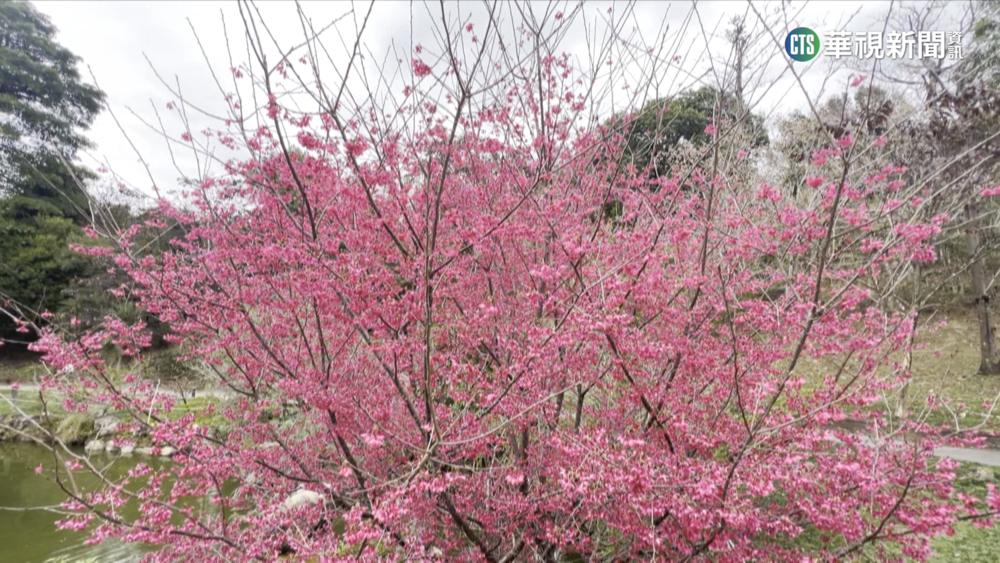 不用衝高山！　台中東勢林場櫻花.李花絕美盛開