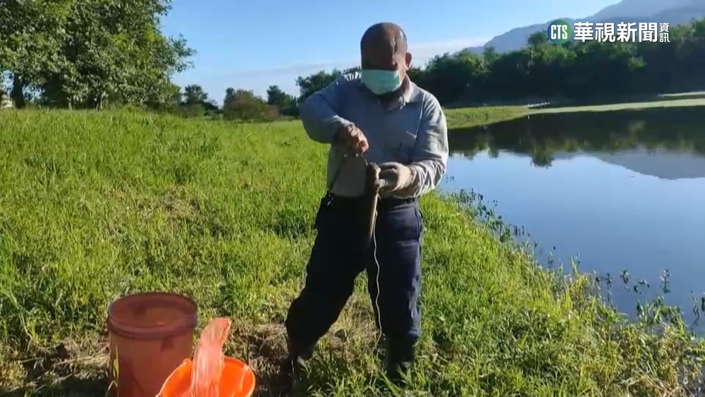 泰國鱧魚入侵　花蓮「啟模濕地」陷生態危機
