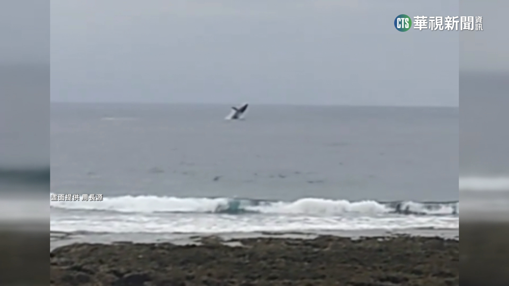 大翅鯨現身蘭嶼 遊客近距離直擊超興奮