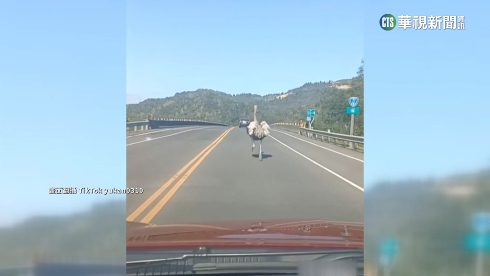 農場鴕鳥偷溜上台7線 與車追逐拔腿狂奔