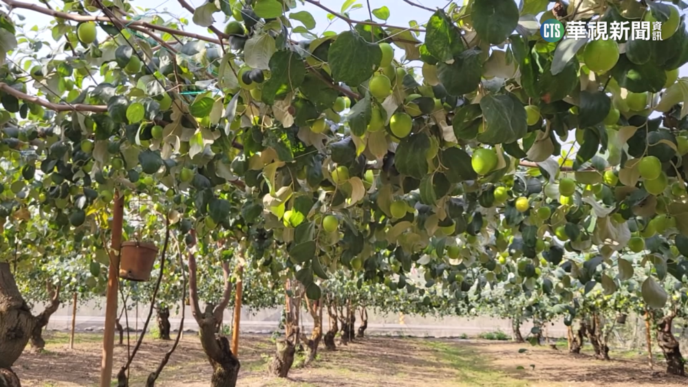 今年蜜棗遲到了！沒趕上春節　果農:滯銷了