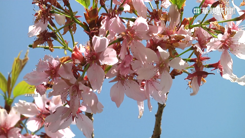 阿里山公路沿途山櫻花綻放　「嬌客」現蹤覓食