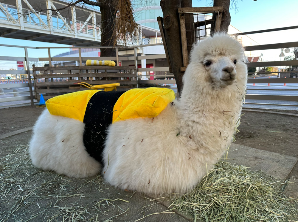 巨無霸玉子燒壽司！購物中心推期間限定「壽司」 網笑：白飯看起來好鬆軟！