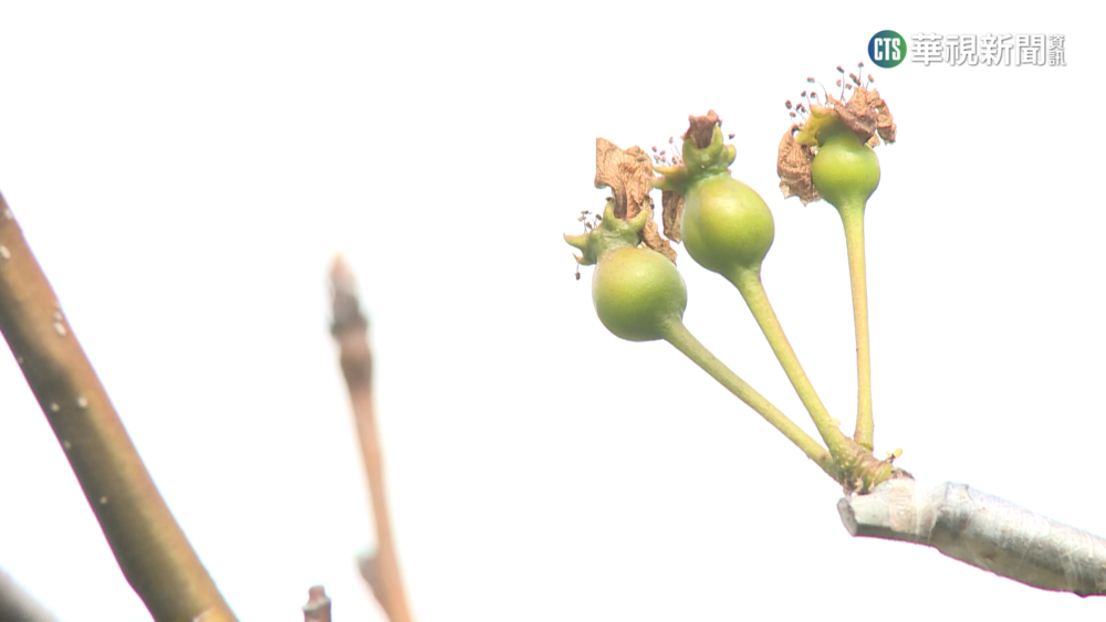 春節寒害嚴重! 台中高接梨穗花開不到一成