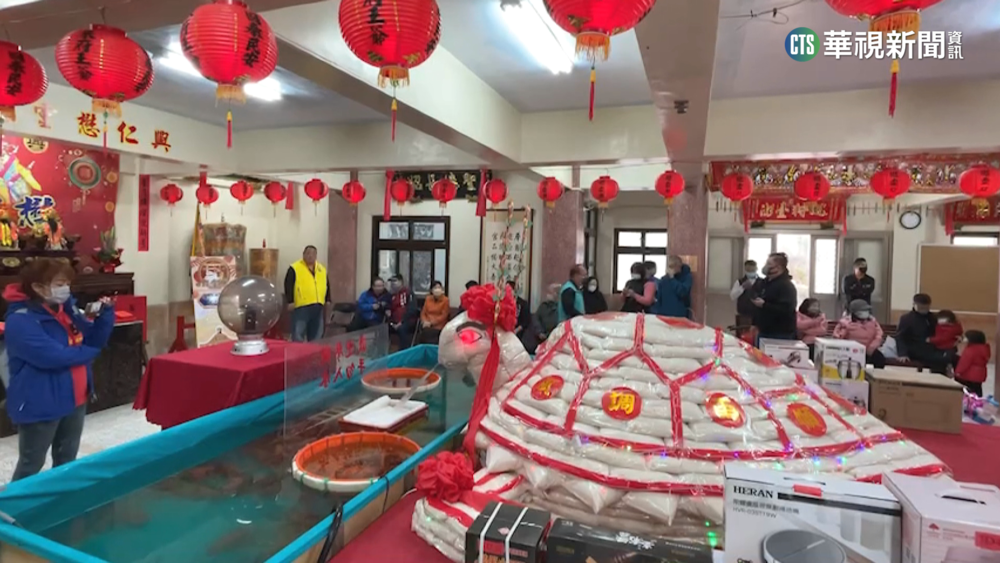 澎湖"乞龜"慶元宵! 價值3千萬黃金龜明亮相