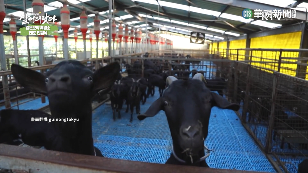 南韓「補身湯」不再用狗肉　改用「黑山羊肉」