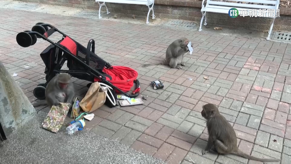 壽山獼猴搶匪團！　翻倒推車開媽媽包搶食物