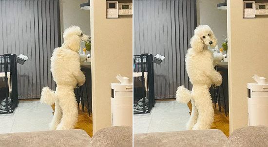 貪吃貴賓犬「雙腳站立」找零食！飼主傻眼：這是進化過的狗人嗎？