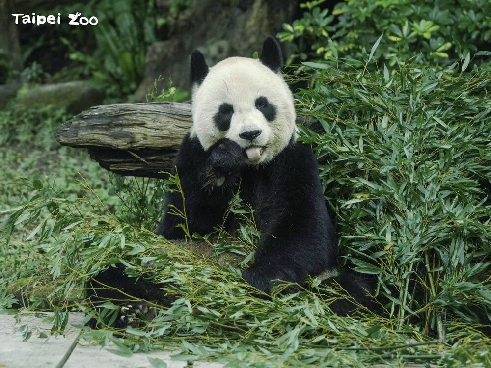 「圓圓」 / 圖片來源 北市立動物園