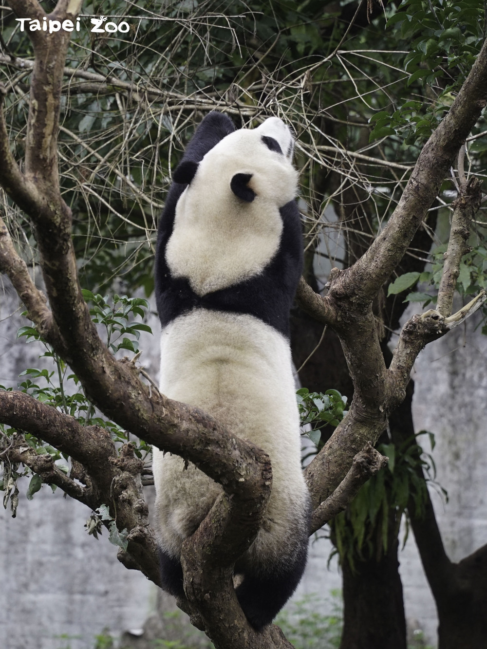 「圓寶」的黑背心因為小時候被媽媽叼起時意外劃傷，傷痕復原後就有了閃電狀，非常容易辨識 / 圖文來源 北市立動物園