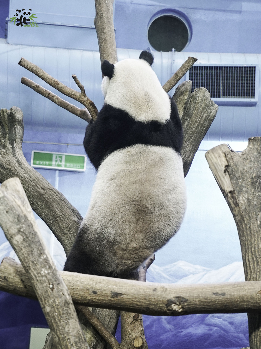 「圓仔」的黑背心的寬度比較細且黑白交界處有近似V的弧形 / 圖文來源 北市立動物園